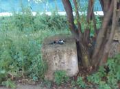 Dove finiscono chiavi borseggiatori ritrovano borse borselli? Ecco forse risposta