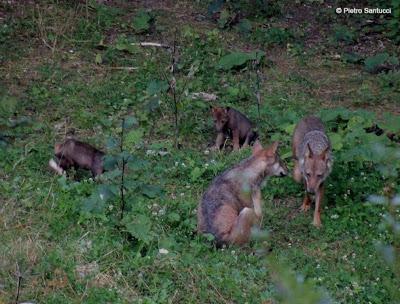 Video - Nati tre cuccioli di lupo nel Parco Nazionale d'Abruzzo