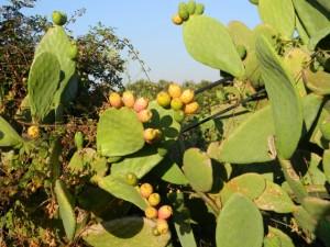 Marmellata di fichi d'India