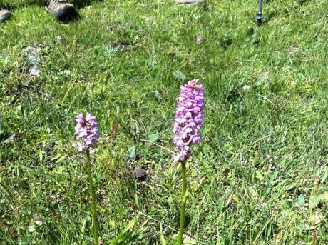 L'insospettabile orchidea di montagna. Se la guardi da vicino i fiori hanno la bellissima forma nota. Ma sono stati ridotti e compattati per affrontare venti e camosci...