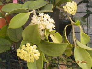 Boccioli e fiori hoya pachyclada