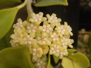 hoya pachyclada fiore