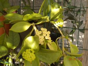 hoya pachyclada