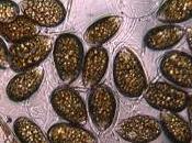 Alga "killer" cosa dove trova, come evitare intossicazioni