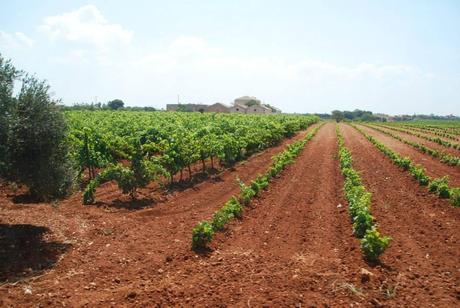 Marsala, il full immersion nel Wine continua... (giorno 2)