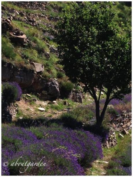 lavender officinalis