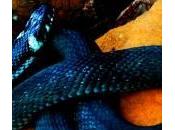 Canada: bambini strangolati sonno serpente fuga