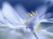 fiore