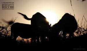 Alla ricerca del raggio verde nel parco nazionale dell’Isola dell’Asinara per Tramonti di Musica, 9 agosto