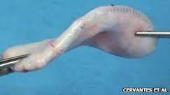 orecchio artificiale Stati Uniti: orecchio artificiale ottenuto in laboratorio