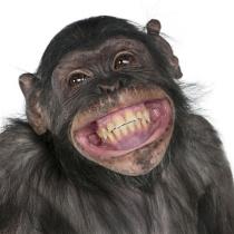 scimmia che ride