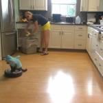 Il gatto squalo passa l’aspirapolvere in cucina (Video)