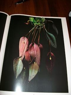 BOTANICA MAGNIFICA  - J. M. SINGER - JACA BOOK