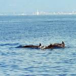 Branco di delfini avvistato a largo di Pesaro02