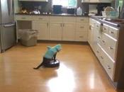Roomba, gatto squalo