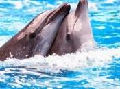 Delfini: memoria lunga oltre anni, paragonabile quella dell’essere umano