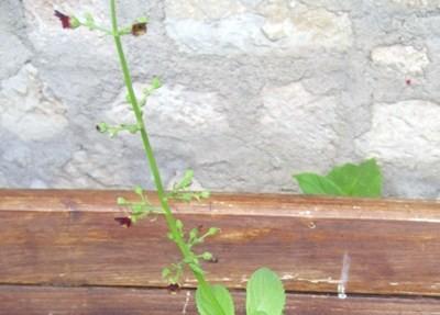 fiori scrophularia Vallo di Nera