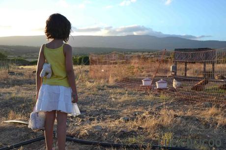 Guardando le galline al tramonto