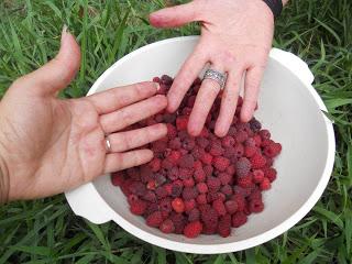 Marmellata con stevia e frutti misti