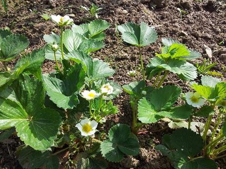 Fragole - dolci, succose, naturali