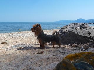 Spiagge senza guinzaglio: Cala Gonone