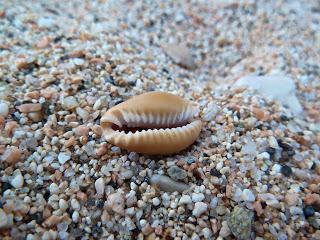 Spiagge senza guinzaglio: Cala Gonone