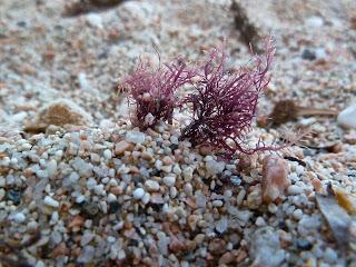 Spiagge senza guinzaglio: Cala Gonone