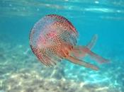 Saranno installate sicilia reti anti-meduse