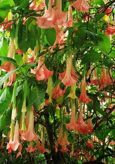 La Brugmansia Arborea