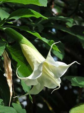 La Brugmansia Arborea