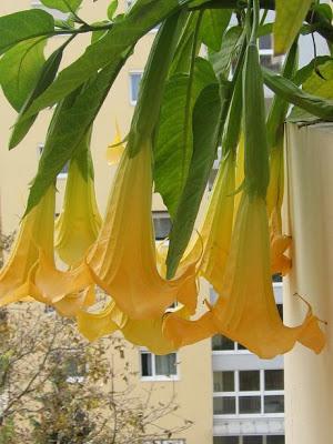 La Brugmansia Arborea