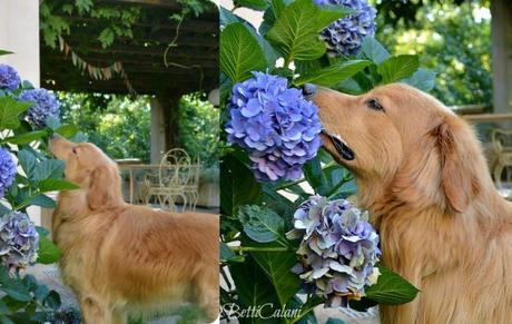 Fuchs e le ortensie