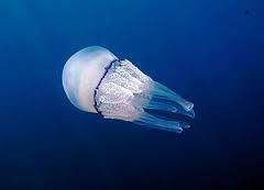 Le aree marine siciliane sperimenteranno le reti anti meduse