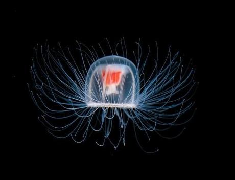 Meravigliosa e misteriosa natura:la medusa che conosce il segreto dell'immortalità