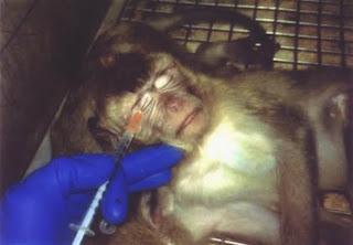 Stop Vivisection