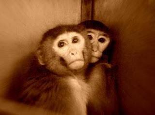 Stop Vivisection