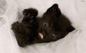 lori handeland - baby cat