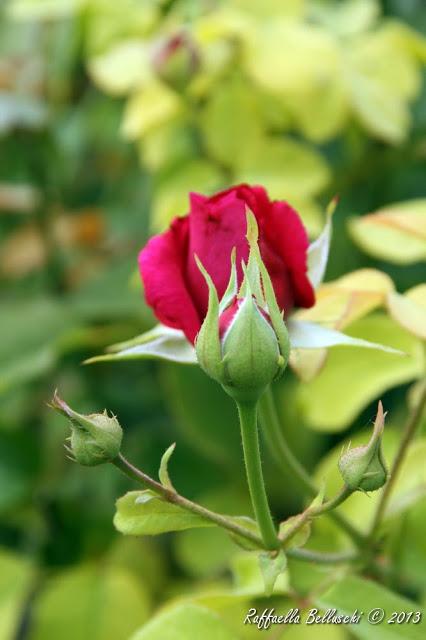 Attività all'aria aperta: Giardino della Rosa