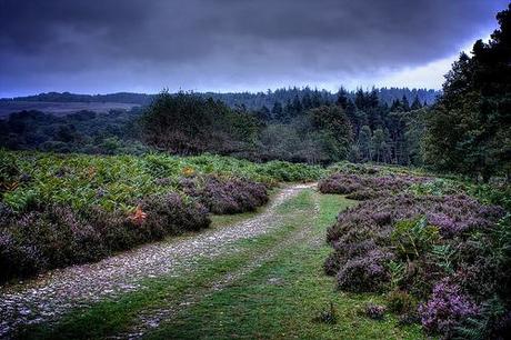 New Forest Landscape by davidgsteadman, on Flickr