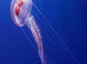 Reti anti medusa Favignana Castellammare. sperimentazione