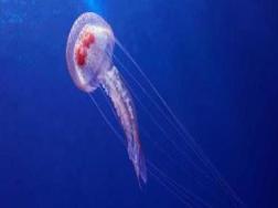 Reti anti - medusa a Favignana e Castellammare. Al via la sperimentazione
