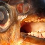Pesce mangia-testicoli in Svezia, paura in mare per il Pacu
