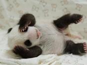Ecco Taiwan, cucciolo Panda dalla tenerezza infinita!