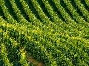 vigne, sentieri, vini formaggi Monferrato