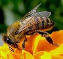 Orbassano Punto da un insetto muore dopo due giorni di agonia