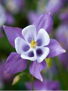 Aquilegia vulgaris