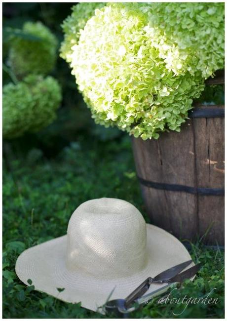 Hydrangea 'Annabelle'