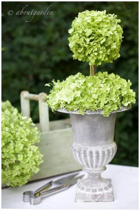 Mediceo pot with Hydrangea