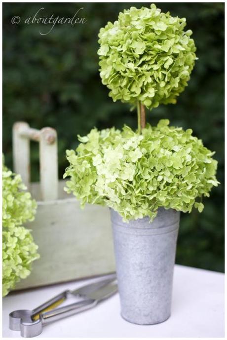 Hydrangea topiary