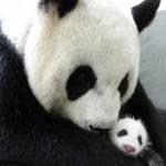 Yuan Yuan, mamma panda rivede il suo tenerissimo cucciolo0